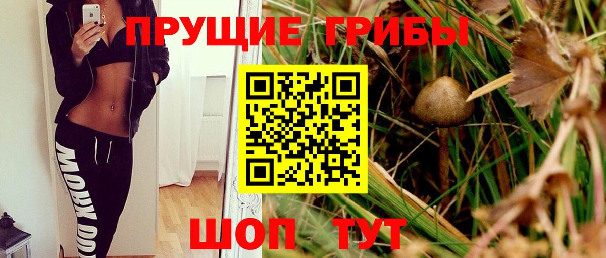 Галлюциногенные грибы Psilocybine cubensis Черногорск